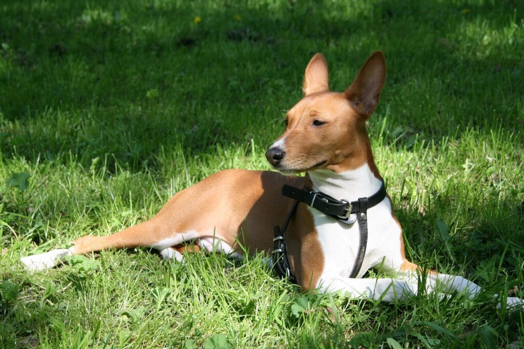 Cuidados com o Basenji