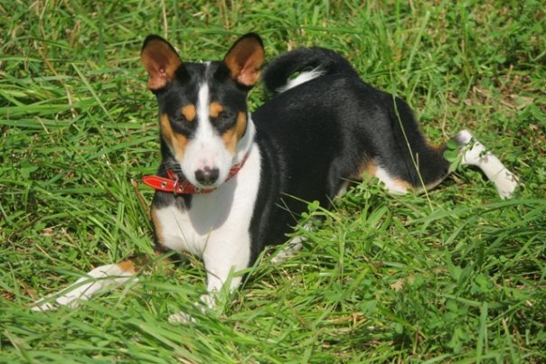 Cores do Basenji