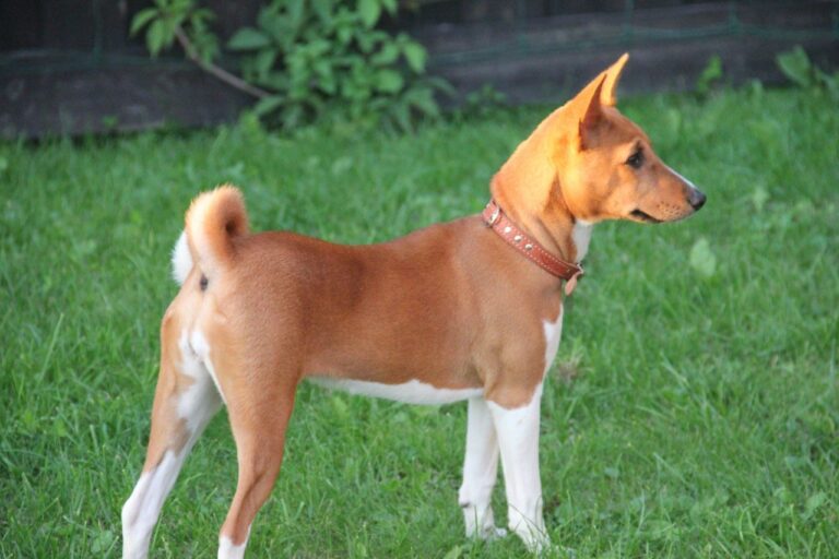 Basenji