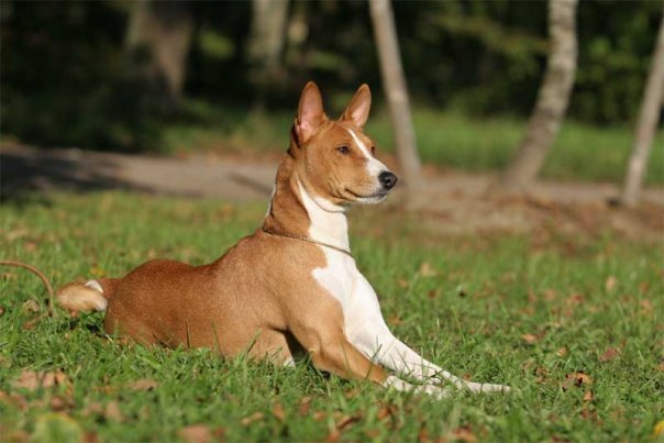 Atividade do Basenji
