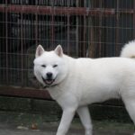 Hokkaido (Ainu)