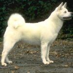 Hokkaido (Ainu)