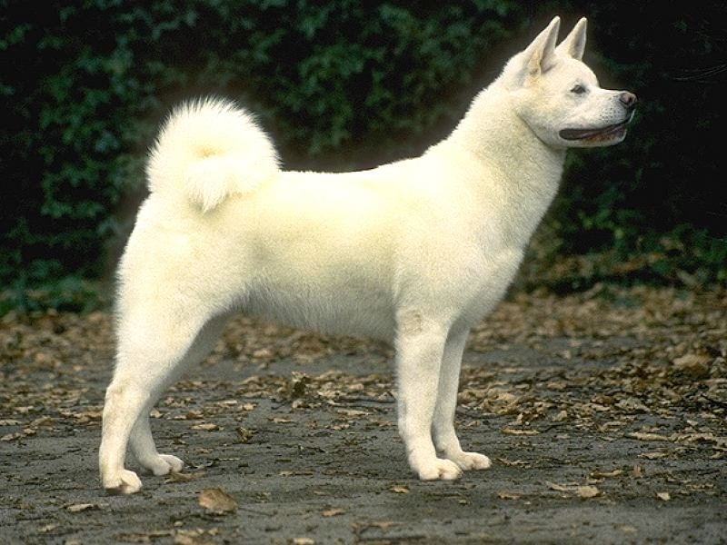 Hokkaido (Ainu) — photo 4