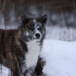 Кай (Тигровий собака)