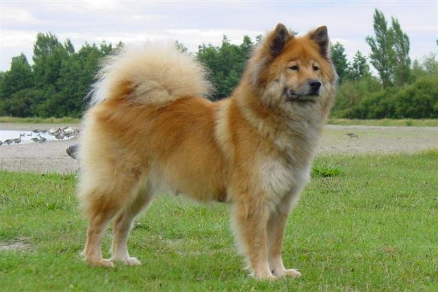 Eurasier negro