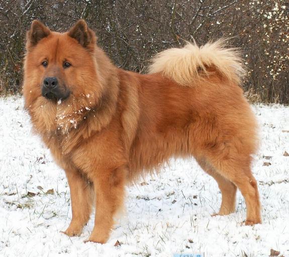 Retrato de un Eurasier