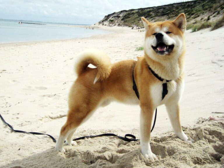 Akita Inu (Akita Japonez)