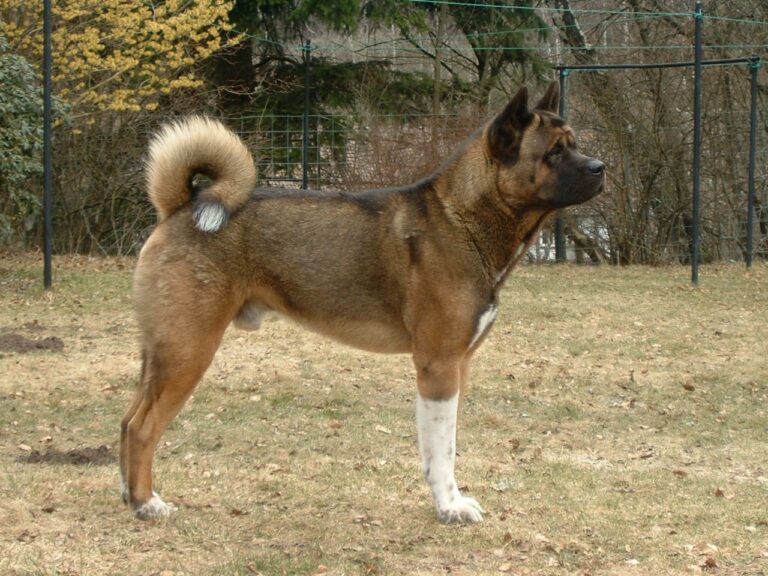 Akita américain (Grand Chien Japonais)