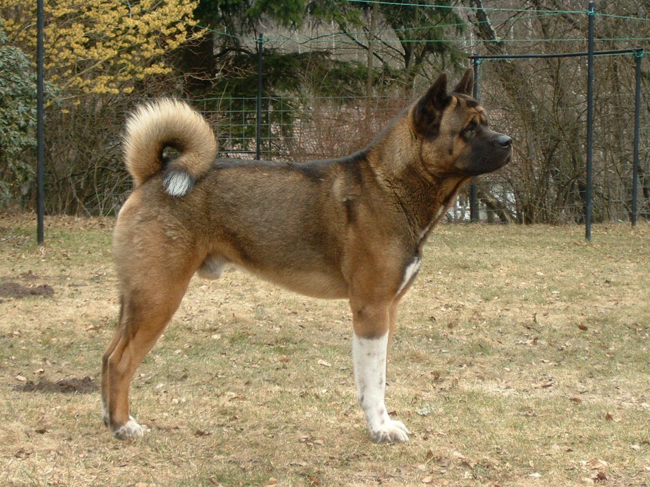 American Akita mit schwarzem Fell
