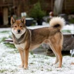 Shikoku
