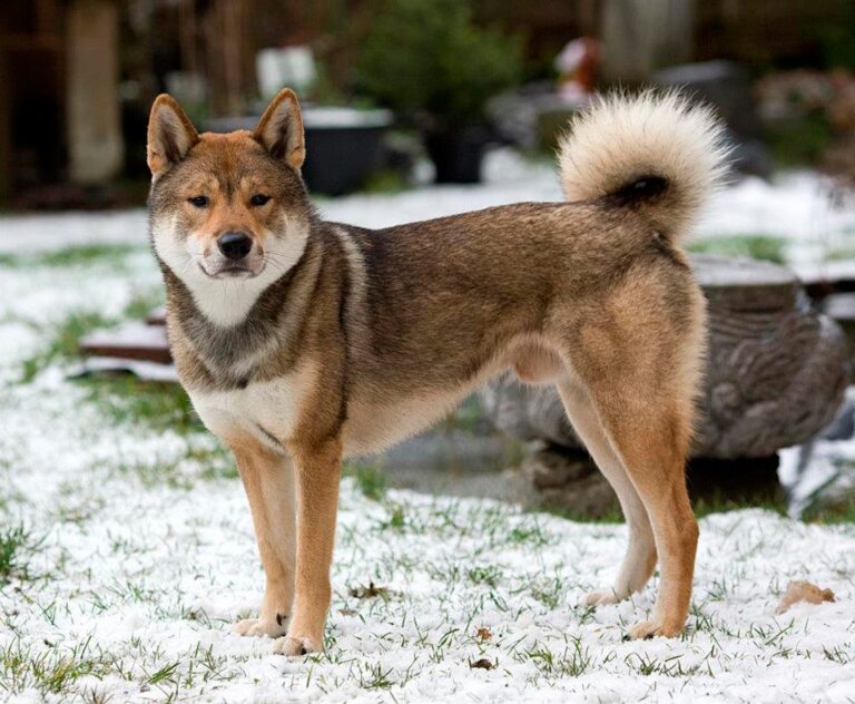 Shikoku