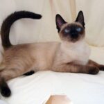 Chat siamois