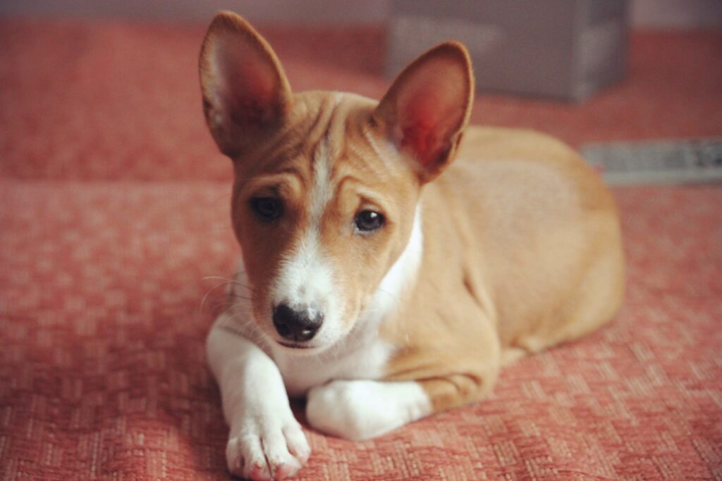 Saúde do Basenji