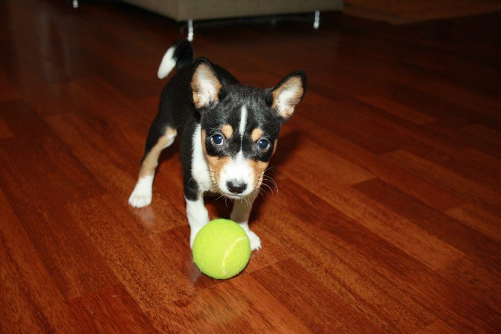 Treinamento do Basenji