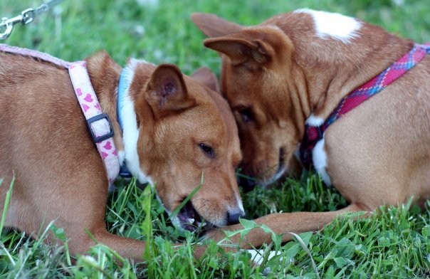 Temperamento do Basenji