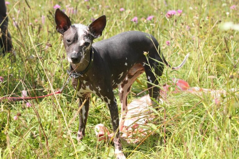 Meksykański pies bezwłosy (Xoloitzcuintli)