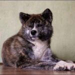 Кай (Тигровий собака)