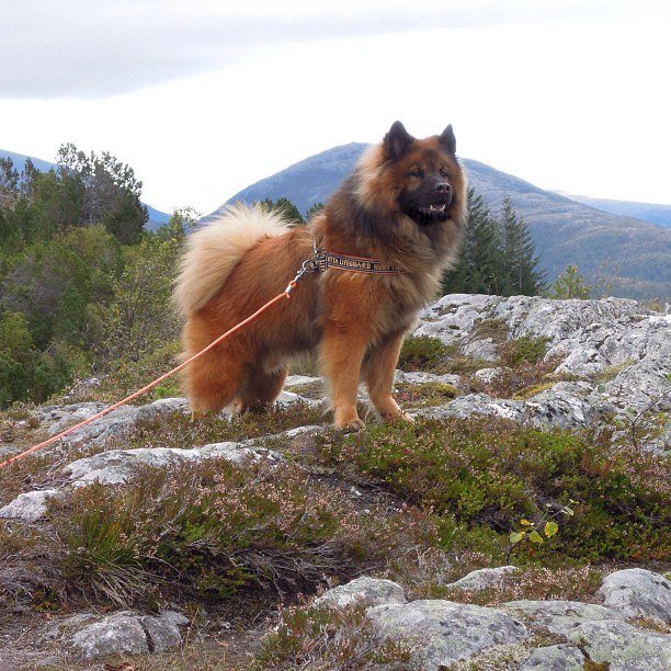 Entrenamiento de Eurasier