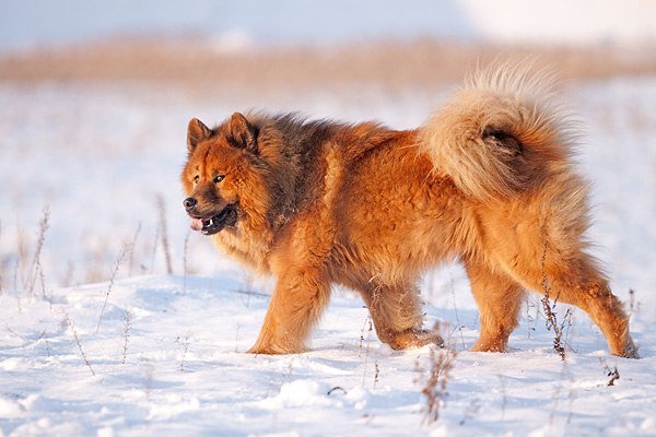 Eurasier sano corriendo