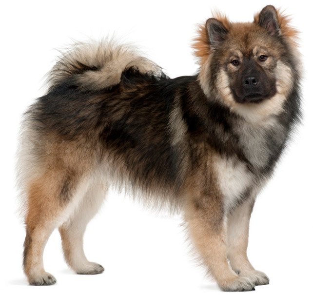 Perro Eurasier en el jardín