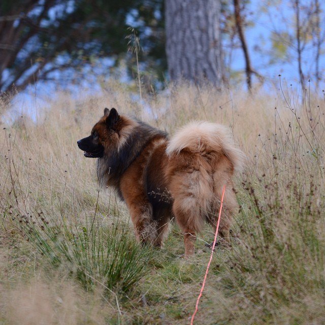 Cachorro de Eurasier