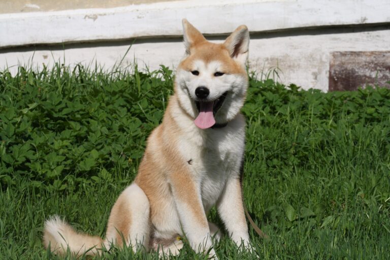 Akita Inu (Akita Japonez)