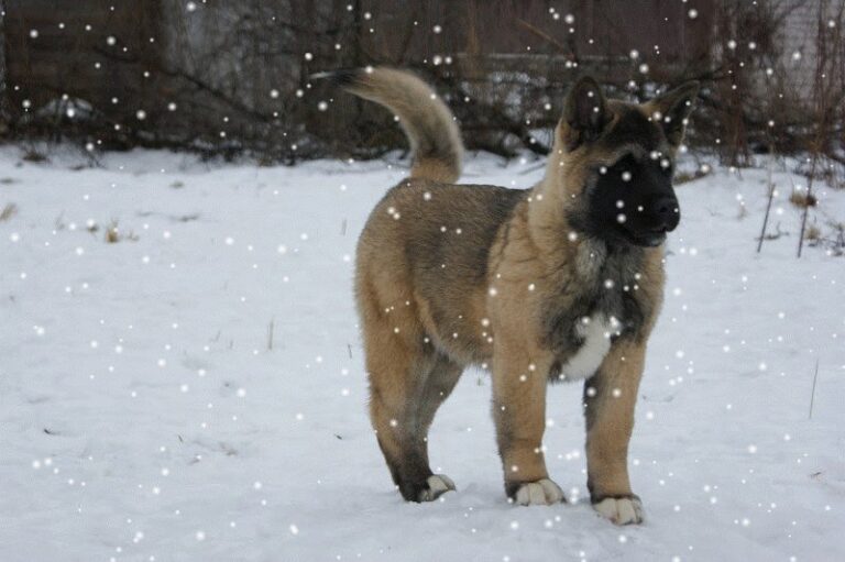 Akita américain (Grand Chien Japonais)