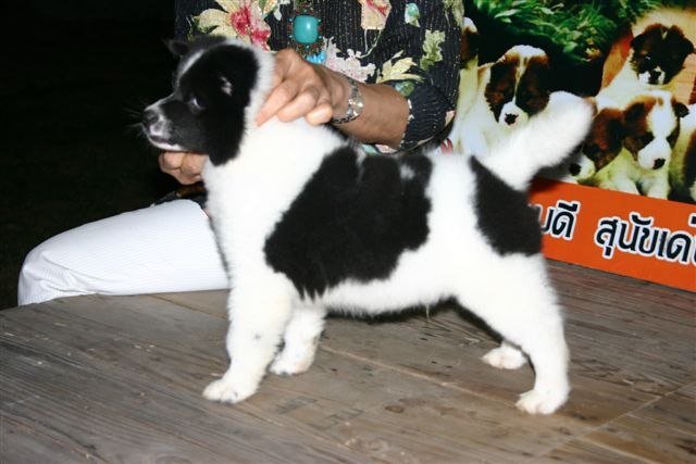 Chien Thai Bangkaew histoire