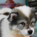 Тайський бангку