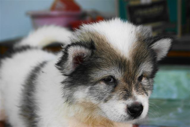 Chiot Thai Bangkaew