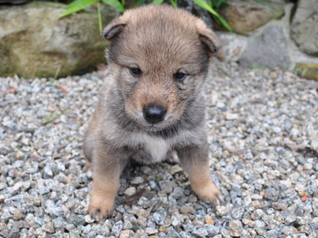 Câine Shikoku în alergare