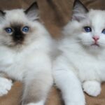 Ragdoll