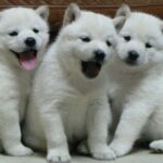 Hokkaido (Ainu)