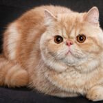 Екзотичний короткошерстий кіт