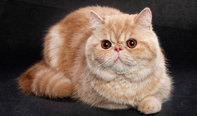 Exotic Shorthair — photo 5