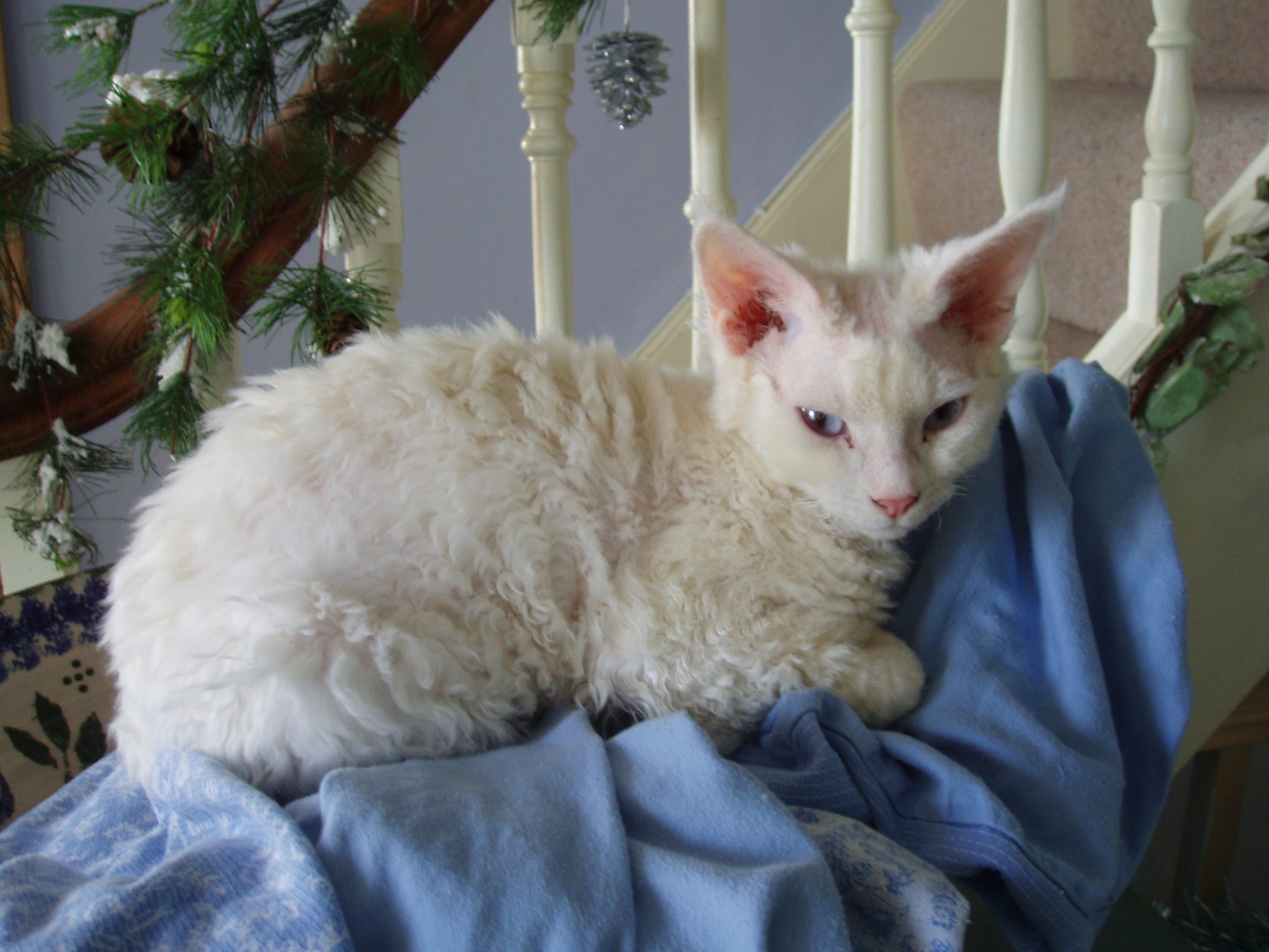 Devon rex