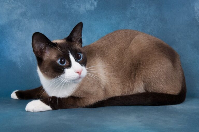 Snowshoe