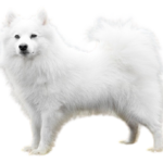 Spitz Japonez (Nihon Supittsu)
