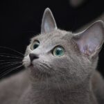 Chat Bleu Russe