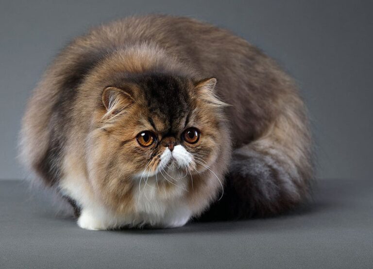Pisica Exotic Longhair