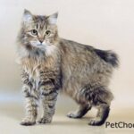 Kurilian Bobtail Longhair