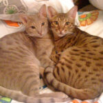 Ocicat