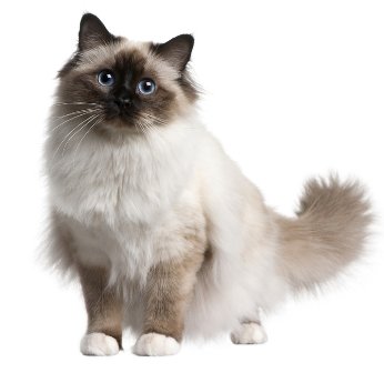 Birma Święta (Sacred Birman)