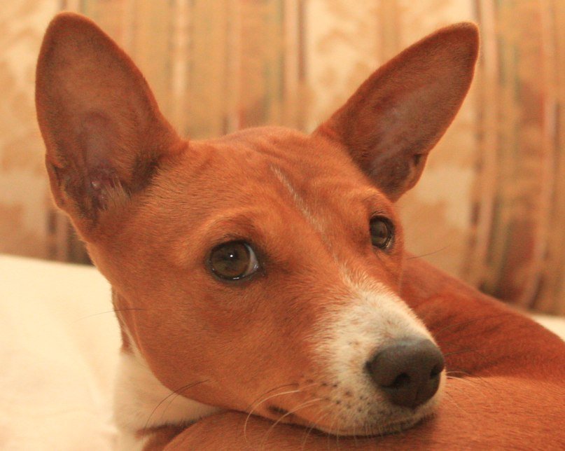 Logo Basenji