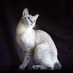 Mekong Bobtail