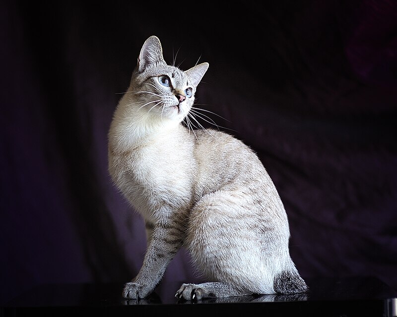 Mekong Bobtail tabby point cat