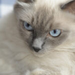Ragdoll