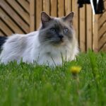Ragdoll