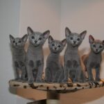 Chat Bleu Russe