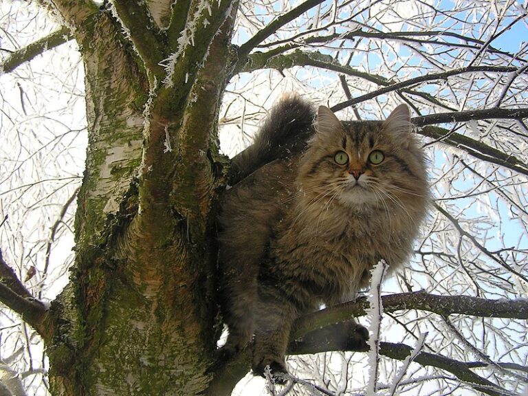 Pisica Siberiană